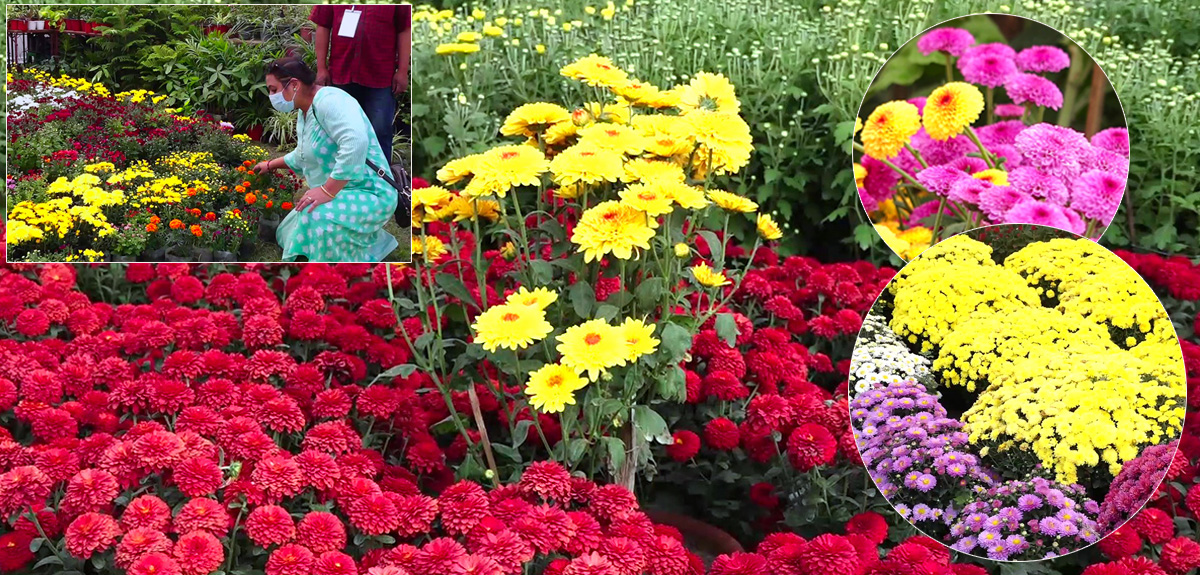 ललितपुरमा गोदावरी फूलको प्रतियोगितात्मक प्रदर्शनी (तस्बिरहरू)